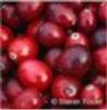 Cranberry Extract